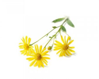 Arnica - the composition of Hondrox spray